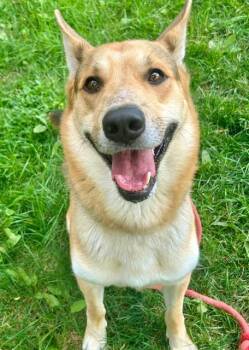 Rescue German Shepherd Dog Dogs for Adoption in Sacramento, California - JAX | PetCurious