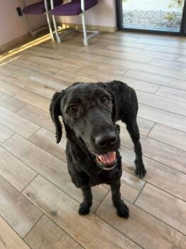 Labradoodle Dogs Available for Adoption in Fort Wayne, Indiana - Cleo | PetCurious