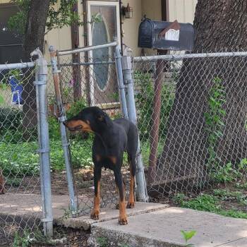 A812119 -  Doberman Pinscher Dog for Adoption in San Antonio, Texas - A812119 | PetCurious
