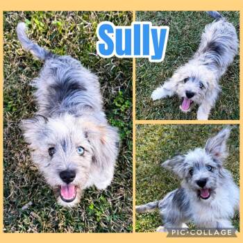 Sully -  Australian Shepherd and Miniature Schnauzer Dog for Adoption in Ringwood, New Jersey - Sully | PetCurious