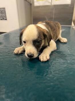 Dolce -  Mixed Breed Dog for Adoption in Mobile, Alabama - Dolce | PetCurious