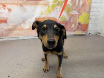 AUSTIN -  Rottweiler and Mixed Breed Dog for Adoption in San Bernardino, California - AUSTIN | PetCurious