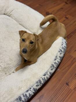 Rescue Dachshund Dogs for Adoption in Baton Rouge, Louisiana - Winnie | PetCurious