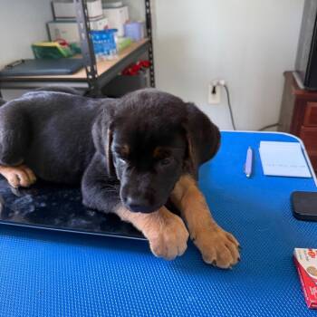Male 1 -  Cane Corso and German Shepherd Dog Dog for Adoption in Hohenwald, Tennessee - Male 1 | PetCurious