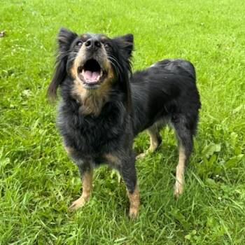 Rescue Border Collie and Cattle Dog Dogs for Adoption in Willmar, Minnesota - Roxy | PetCurious