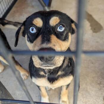 Catahoula Leopard Dog Dogs Available for Adoption - Juanita | PetCurious