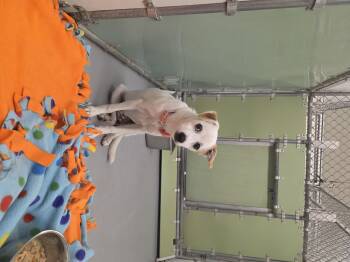 Millie -  Jack Russell Terrier and Pomeranian Dog for Adoption in Gloucester, Virginia - Millie | PetCurious