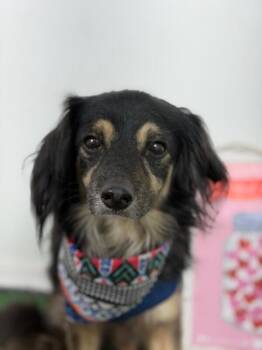 Cliff-One of our Amazing Rescue Dogs -  Dachshund and Cocker Spaniel Dog for Adoption in Carlsbad, California - Cliff-One Of Our Amazing Rescue Dogs | PetCurious