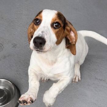 Possum -  Mixed Breed Dog Available for Adoption in Blairsville, Georgia - Possum | PetCurious