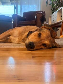 Mohawk -  Rhodesian Ridgeback and Labrador Retriever Dog for Adoption in Midway, Utah - Mohawk | PetCurious