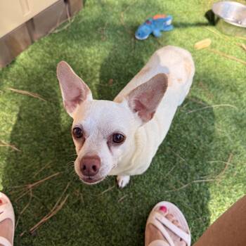 Dollar General -  Chihuahua Dog for Adoption in Texarkana, Texas - Dollar General | PetCurious
