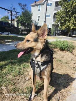 GERONIMO -  German Shepherd Dog Dog for Adoption in San Antonio, Texas - GERONIMO | PetCurious