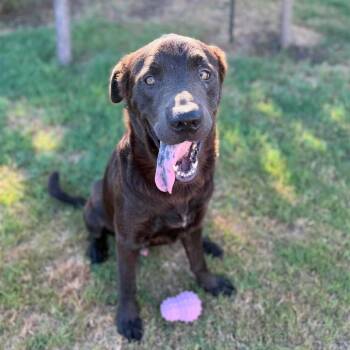 Coco Fred -  Black Labrador Retriever and Mixed Breed Dog for Adoption in New York, New York - Coco Fred | PetCurious