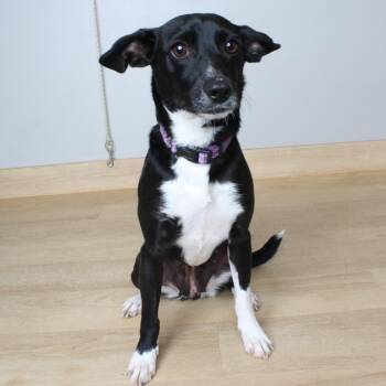 Border Collie and Terrier Dogs Available for Adoption in Minnetonka, Minnesota - Petunia D69470 | PetCurious
