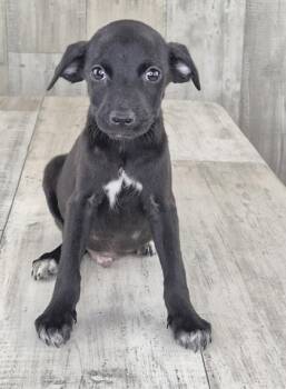Tej -  Mixed Breed Dog for Adoption in Shreveport, Louisiana - Tej | PetCurious