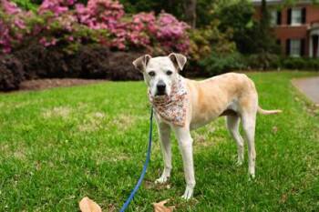 Freckles -  Mixed Breed Dog for Adoption in Atlanta, Georgia - Freckles | PetCurious