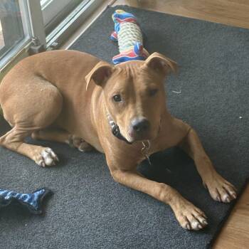 Brittney -  Pit Bull Terrier Dog for Adoption in Columbia, South Carolina - Brittney | PetCurious
