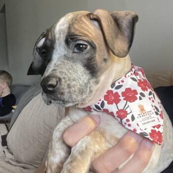 Doberman Pinscher and Mixed Breed Dogs Available for Adoption - Salsa | PetCurious