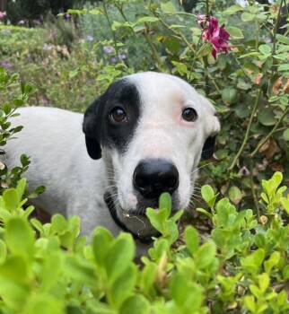 Rescue Dalmatian and Border Collie Dogs for Adoption in Los Angeles, California - Courtesy Post Milo | PetCurious