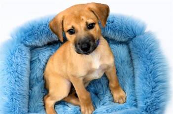 Labrador Retriever and Mixed Breed Dogs Available for Adoption in Fort Lauderdale, Florida - FRANGELICO | PetCurious