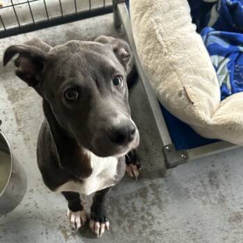 Rescue Mixed Breed Dogs for Adoption in Mount Vernon, Arkansas - Marco | PetCurious