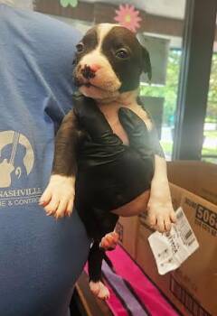 America -  Mixed Breed Dog for Adoption in Nashville, Tennessee - America | PetCurious