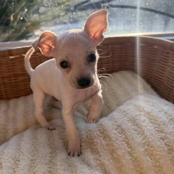 Kevin -  Chihuahua Dog for Adoption in Redlands, California - Kevin | PetCurious