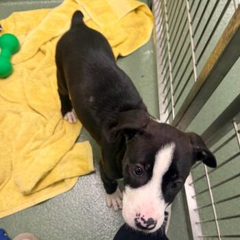 Mixed Breed Dogs Available for Adoption - Eleanor | PetCurious