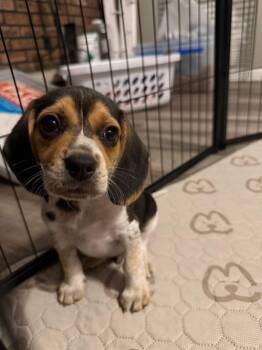 Beagle Dogs Available for Adoption in Union Grove, Wisconsin - Cooper | PetCurious