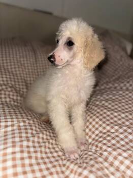 Elaina -  Standard Poodle Dog for Adoption in Cerritos, California - Elaina | PetCurious