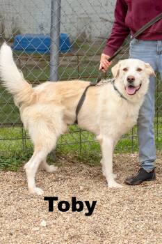Toby -  Great Pyrenees and Golden Retriever Dog for Adoption in Macomb, Illinois - Toby | PetCurious