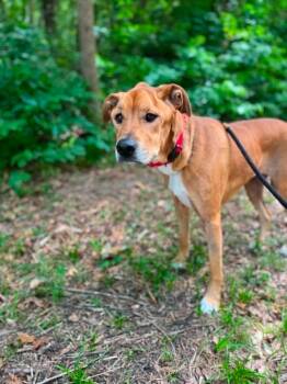 Zara -  Mixed Breed Dog for Adoption in Shelburne, Vermont - Zara | PetCurious