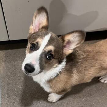 Penni -  Corgi Dog for Adoption in Washburn, Missouri - Penni | PetCurious