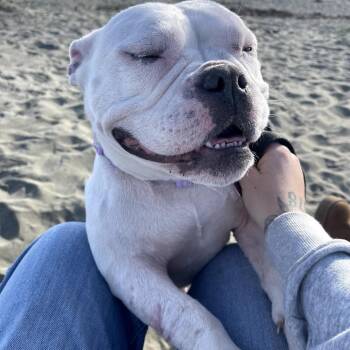 American Bulldog and Mixed Breed Dogs Available for Adoption - Winnie (Shorty) | PetCurious