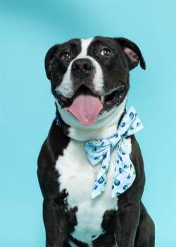 PEPSI -  American Staffordshire Terrier Dog for Adoption in Fort Lauderdale, Florida - PEPSI | PetCurious