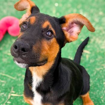 Mac -  Shepherd Dog for Adoption in Gainesville, Texas - Mac | PetCurious