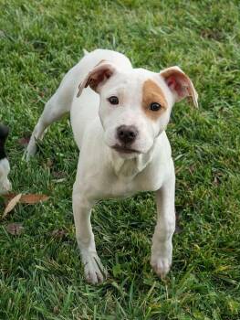 Rescue Cattle Dog Dogs for Adoption in Grand Rapids, Michigan - Fran | PetCurious