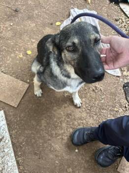 A480581 -  German Shepherd Dog and Mixed Breed Dog for Adoption in Oklahoma City, Oklahoma - A480581 | PetCurious