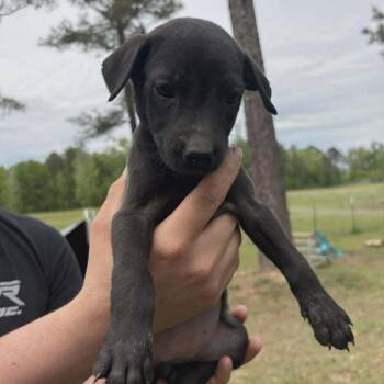 Australian Cattle Dog Blue Heeler and Shepherd Dogs Available for Adoption in Phoenix, Maryland - Fern | PetCurious