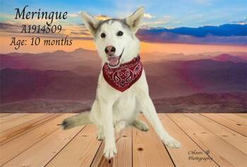 Siberian Husky Dogs Available for Adoption in Thousand Palms, California - MERINGUE | PetCurious