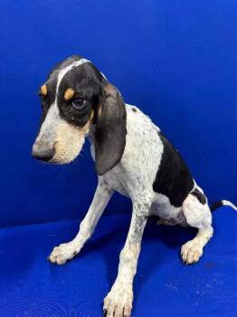 Napoleon -  Hound Dog for Adoption in Ruston, Louisiana - Napoleon | PetCurious