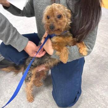CASCADE -  Yorkshire Terrier Dog for Adoption in Waterford, New Jersey - CASCADE | PetCurious