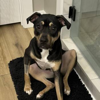 Dobby -  Black Labrador Retriever Dog for Adoption in Nashville, Tennessee - Dobby | PetCurious