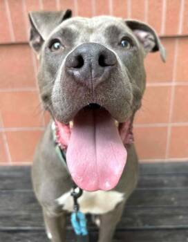 Rescue Pit Bull Terrier and Mixed Breed Dogs for Adoption in Valley View, Ohio - Gator | PetCurious