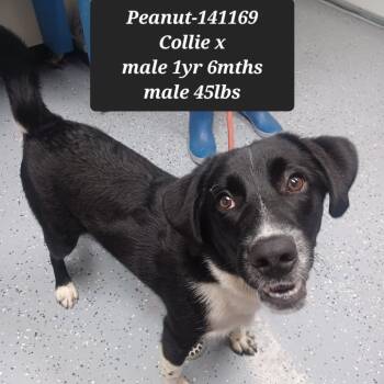 Collie Dogs Available for Adoption in New Tazewell, Tennessee - Peanut | PetCurious