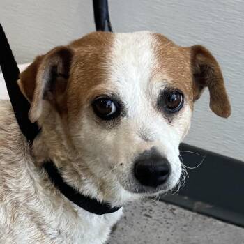 Mixed Breed Dogs Available for Adoption in Las Cruces, New Mexico - Chloe | PetCurious