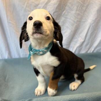 Tanya -  Mixed Breed Dog for Adoption in Canal Winchester, Ohio - Tanya | PetCurious