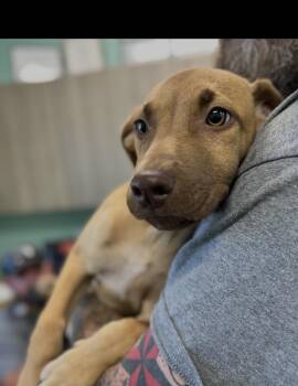 Blade -  Labrador Retriever Dog for Adoption in Seaside Heights, New Jersey - Blade | PetCurious