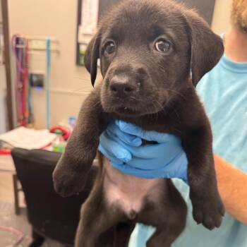 Popper -  Mixed Breed Dog for Adoption in Columbiana, Alabama - Popper | PetCurious
