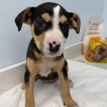 Mixed Breed Dogs Available for Adoption in Roanoke, Virginia - Shiitake | PetCurious